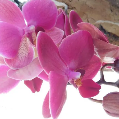 Zemva - Jt Apartma, Free Bikes, Big Garden With Terrace