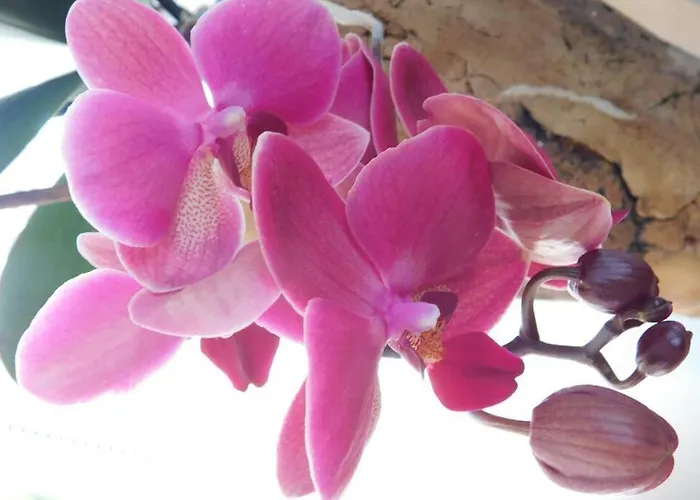 Zemva - Jt Apartma, Free Bikes, Big Garden With Terrace